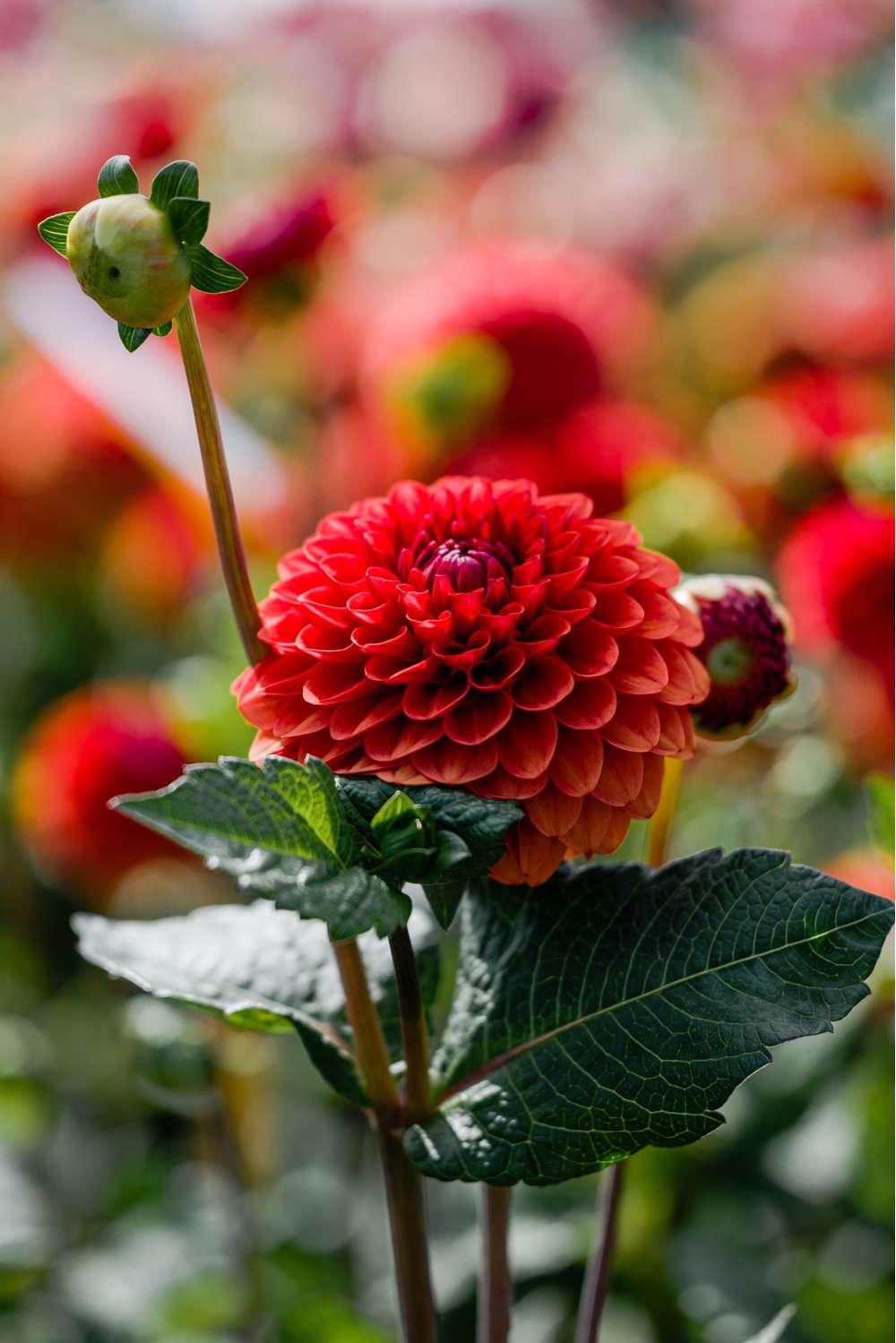 Dahlia 'Brown Sugar'